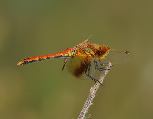 Male
2011_07_11_CO